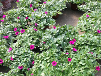 牵牛花