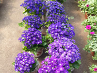 雏菊