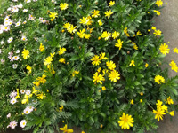 黄金菊