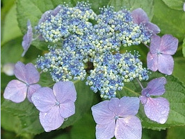 绣球*平顶八仙花