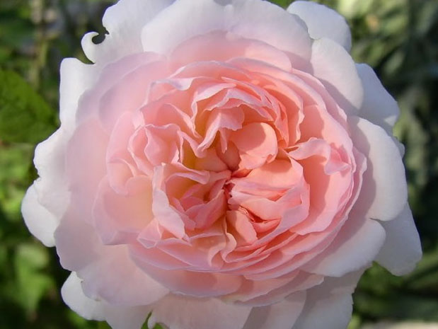 格鲁斯亚琛 Pink Gruss an Aachen 欧月