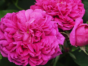 雷士特玫瑰 Rose De Rescht
