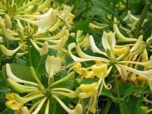 荷兰忍冬“格拉汉托马斯”