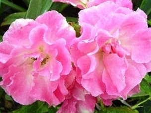 木香“玫红” Roses banksiae 'Rosea'