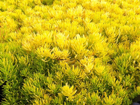 金叶佛甲草'安吉丽娅' Sedum reflexum 'Angelina'