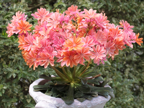露薇花 Lewisia