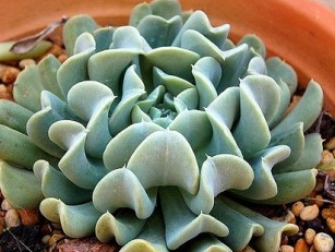 特玉莲