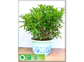 非洲茉莉