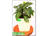 斑马花