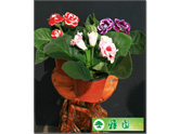 富贵花