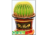 金琥（仙人球）