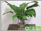 白掌（一帆风顺）