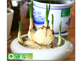 水仙