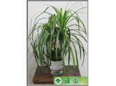 龙血树